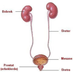 bobrek 01